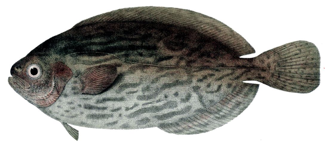 Schedophilus medusophagus_04.jpg